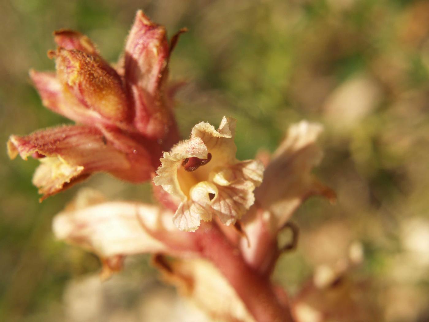 Broomrape, Clove-scented flower